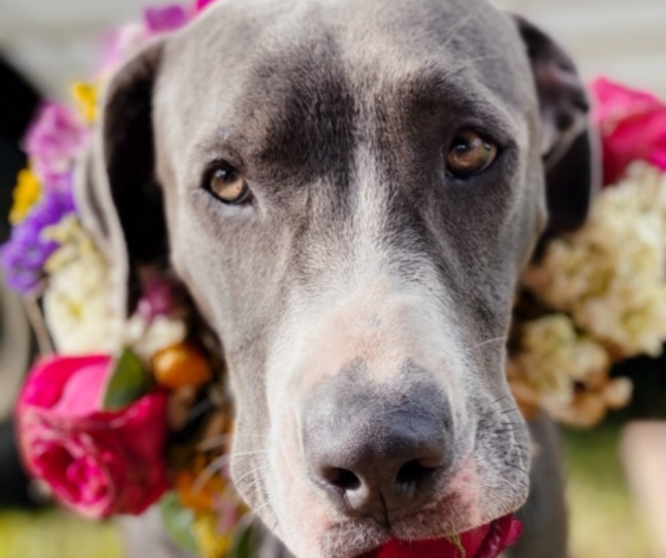 Kimberley at the beach with her dog