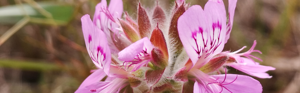 4 Benefits that will make you fall in love with Rose Geranium 🌸