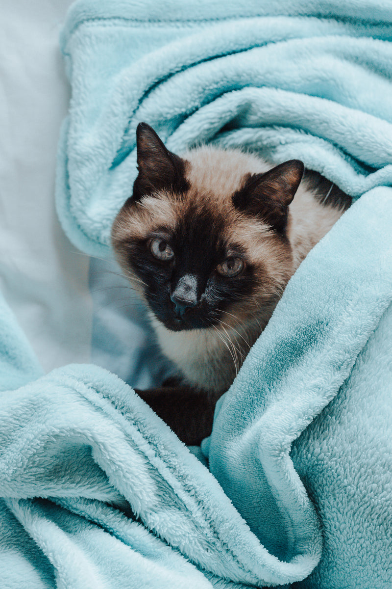 Cat in blue blanket